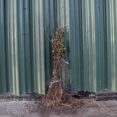 Field Maple 40/60cm Bare Root (Acer campestre) | ScotPlants Direct