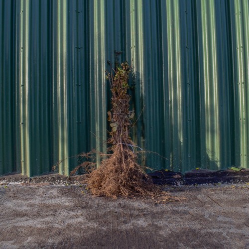 Field Maple 80/100cm Bare Root (Acer campestre)  | ScotPlants Direct