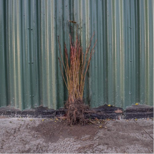 White Willow 40/60cm Bare Root (Salix alba) | ScotPlants Direct