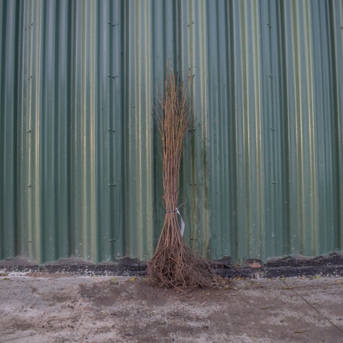 Red Stemmed Willow 40/60cm Bare Root (Salix alba Chermesina) | ScotPlants Direct