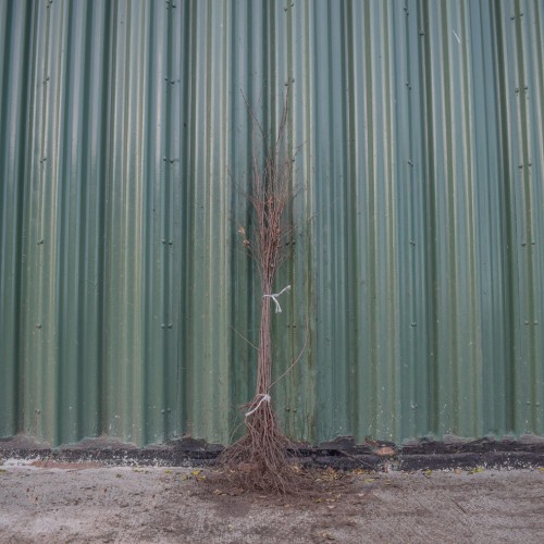 Silver Birch 60/80cm Bare Root (Betula pendula) | ScotPlants Direct