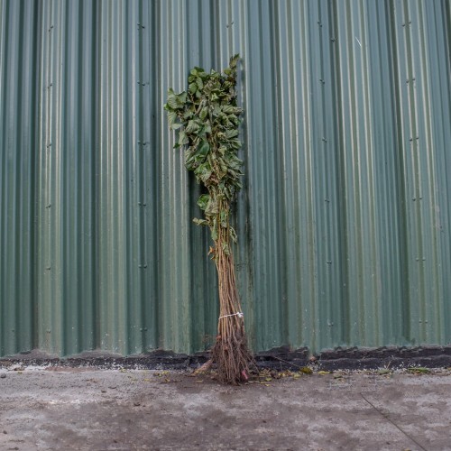 Hazel 100/125cm Bare Root (Corylus avellana) | ScotPlants Direct