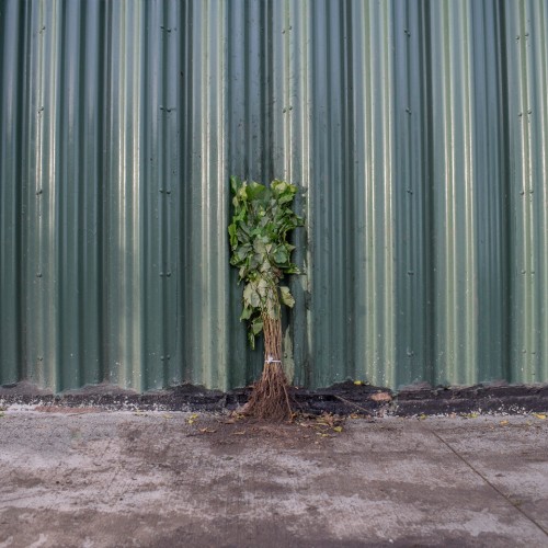 Hazel 40/60cm Bare Root (Corylus avellana) | ScotPlants Direct