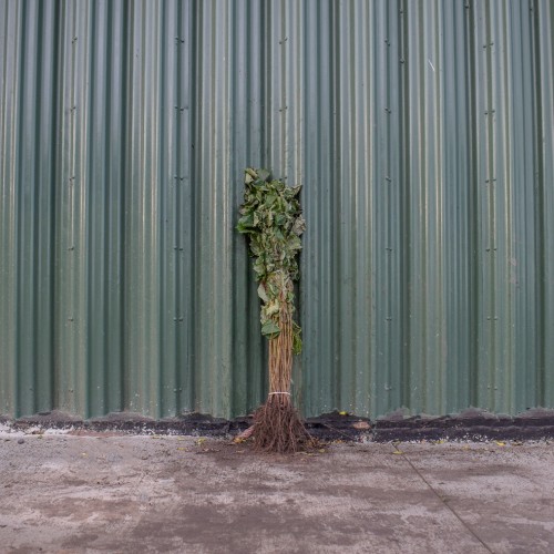 Hazel 60/80cm Bare Root (Corylus avellana) | ScotPlants Direct