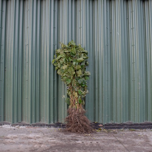 Hazel 80/100cm Bare Root (Corylus avellana) | ScotPlants Direct