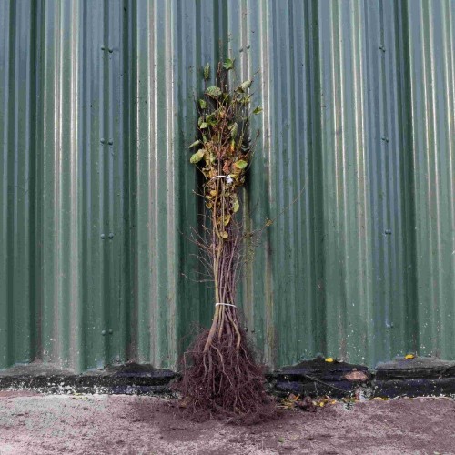 Hornbeam 80/100cm Bare Root (Carpinus betulus) | ScotPlants Direct