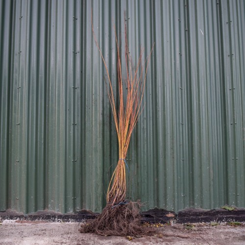Common Dogwood 40/60cm Bare Root (Cornus sanguinea) | ScotPlants Direct
