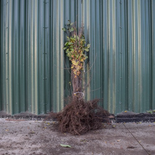 Alder Buckthorn 60/80cm Bare Root (Frangula alnus) - SPD UK