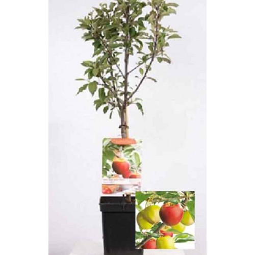 Apple Duo Golden Delicious Elstar, Patio Fruit Trees In Pots Uk
