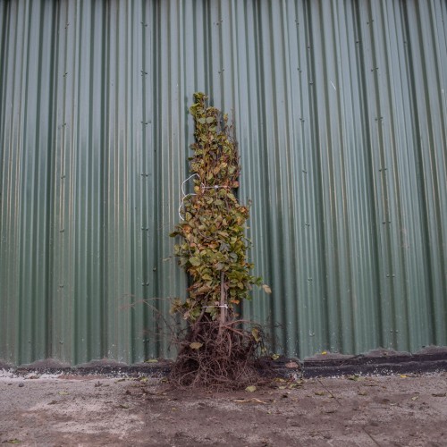 Green Beech 100/125cm Bare Root (Fagus sylvatica) | ScotPlants Direct