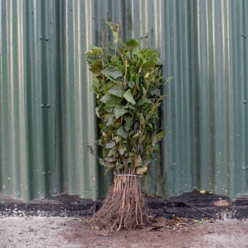 Green Beech 60/80cm Bare Root (Fagus sylvatica) | ScotPlants Direct