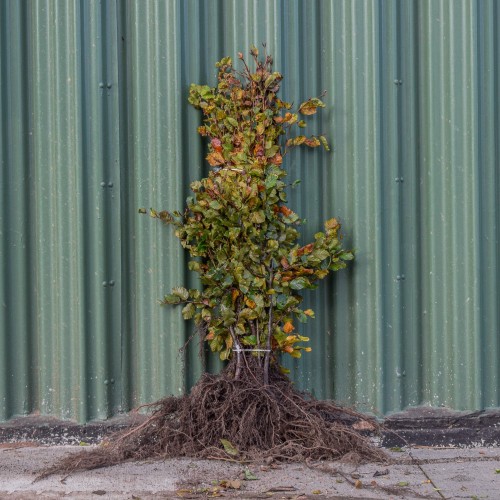 Green Beech 80/100cm Bare Root (Fagus sylvatica) | ScotPlants Direct