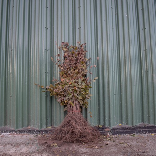 Purple/Copper Beech 60/80cm Bare Root (Fagus sylvatica 'Atropunicea') | ScotPlants Direct