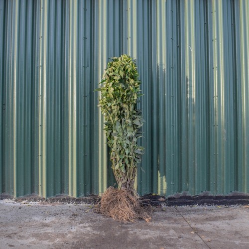 Golden Bell 60/80cm Bare Root (Forsythia x intermedia Spectablis) | ScotPlants Direct