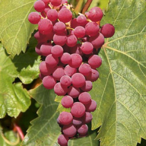 Vitis Vanessa Grape Vine Seedless | ScotPlants Direct