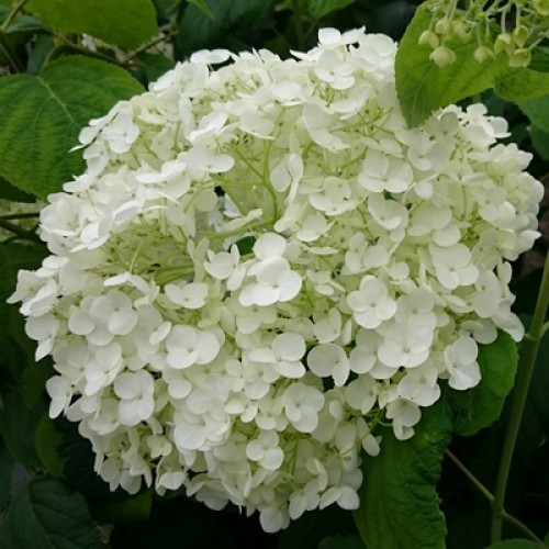 Hydrangea Incrediball Large Blooms - ScotPlants Direct UK