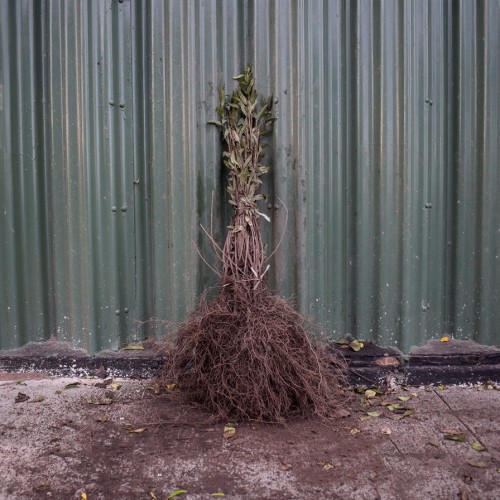 Green Privet 40/60cm Bare Root (Ligustrum ovalifolium) | ScotPlants Direct