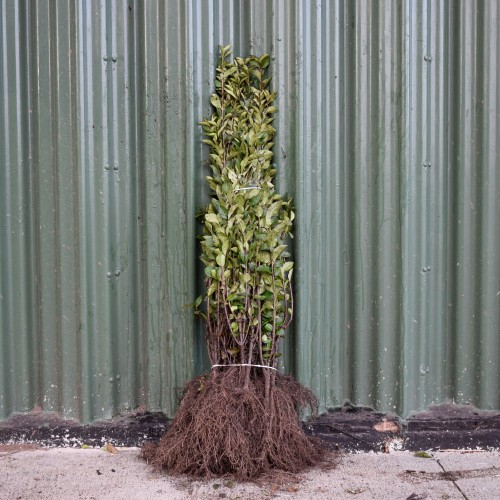 Green Privet 60/80cm Bare Root (Ligustrum ovalifolium) | ScotPlants Direct