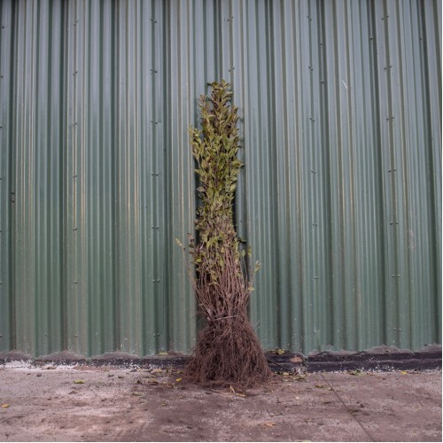 Green Privet 80/100cm Bare Root (Ligustrum ovalifolium) | ScotPlants Direct