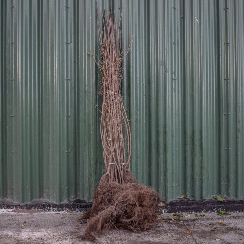 Wild Privet 100/125cm Bare Root (Ligustrum vulgare) | ScotPlants Direct