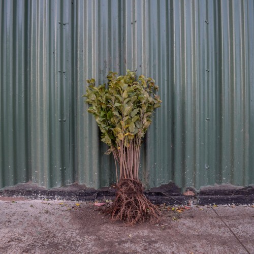 Crab Apple 40/60cm Bare Root (Malus sylvestris) | ScotPlants Direct