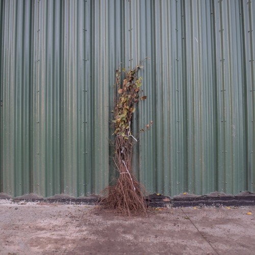 Crab Apple 60/80cm Bare Root (Malus sylvestris) | ScotPlants Direct