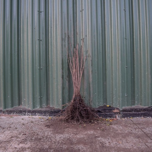 Wild Cherry 40/60cm Bare Root (Prunus avium) | ScotPlants Direct