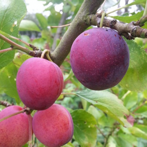 Patio Opal Plum Tree 100-125cm Self Fertile - Pot - ScotPlants Direct UK