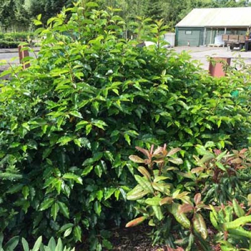 Pot Grown Portuguese Laurel Prunus Lusitanica Hedge - ScotPlants Direct UK