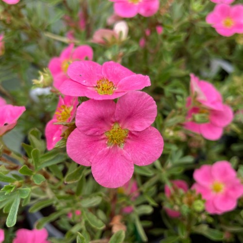 Growing, Selling and Propagating 'Pink Whisper' Potentilla