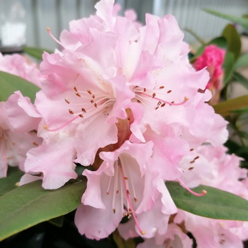 Plant in 1Ltr Pot Rhododendron Large FLR Rhododendron hybrida Cosmopolitan