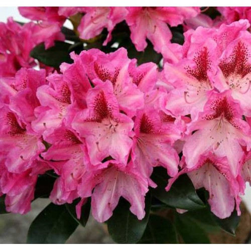 Plant in 1Ltr Pot Rhododendron Large FLR Rhododendron hybrida Cosmopolitan