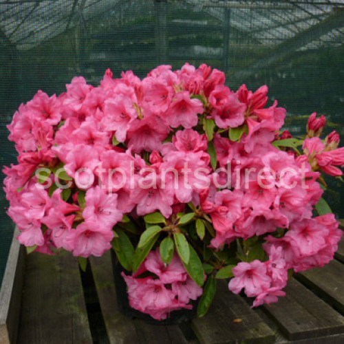 Rhododendron Kimbeth Low Growing Hybrid - ScotPlants Direct UK