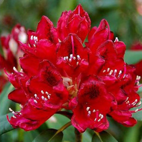 Rhododendron Vulcan - Hardy Hybrid - ScotPlants Direct UK