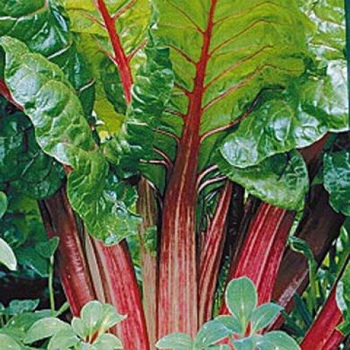 RHUBARB Raspberry Red 3L - Rhubarb Plants for Sale UK