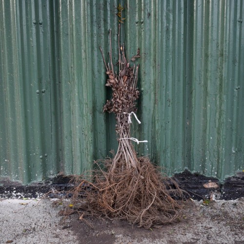 Small-Leaved Lime 60/80cm Bare Root (Tilia cordata) | ScotPlants Direct