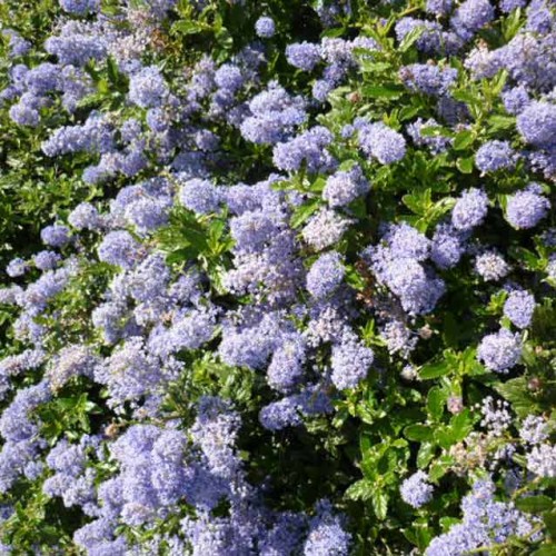 Best Ceanothus thyrsiflorus repens Creeping Blue Blossom