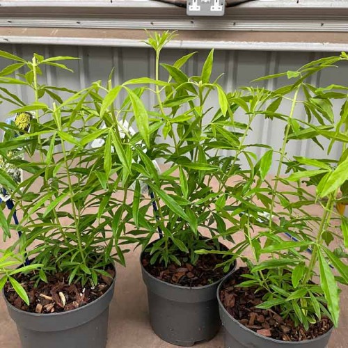 Choiysa Goldfingers Mexican Orange Blossom Pot Grown - ScotPlants Direct UK