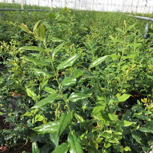 Skimmia japonica Rubella | ScotPlants Direct