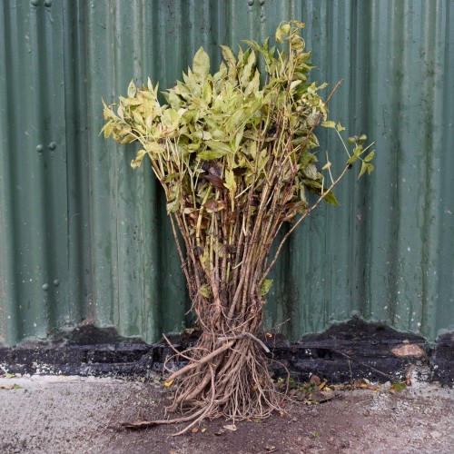 Elder 40/60cm Bare Root (Sambucus nigra) | ScotPlants Direct