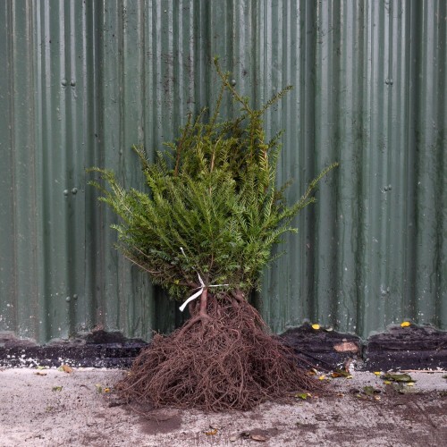 English Yew 150/175cm Root Ball (Taxus baccata) | ScotPlants Direct
