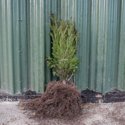 English Yew 150/175cm Root Ball (Taxus baccata) | ScotPlants Direct