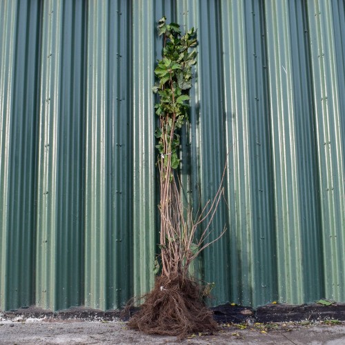 Guelder Rose 100/125cm Bare Root (Viburnum opulus) | ScotPlants Direct