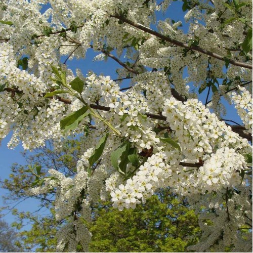 Bird Cherry 40/60cm Bare Root (Prunus padus) | ScotPlants Direct