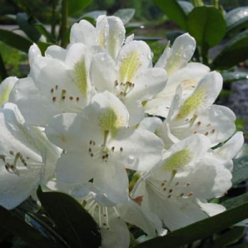 Rhododendron Chionodes - Hardy Hybrid | ScotPlants Direct