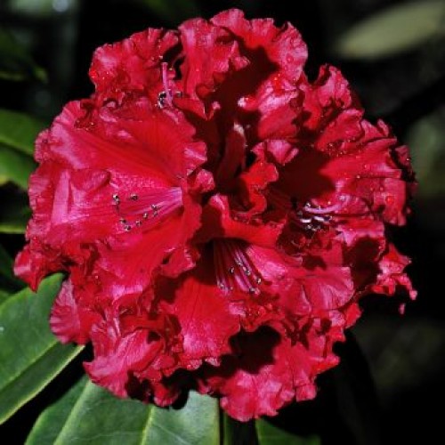 Rhododendron Vulcan - Hardy Hybrid | ScotPlants Direct